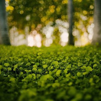 environment