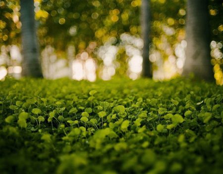 environment